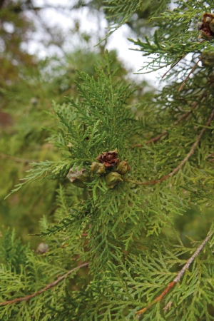 Chinese arbor vitae foliage and fruit